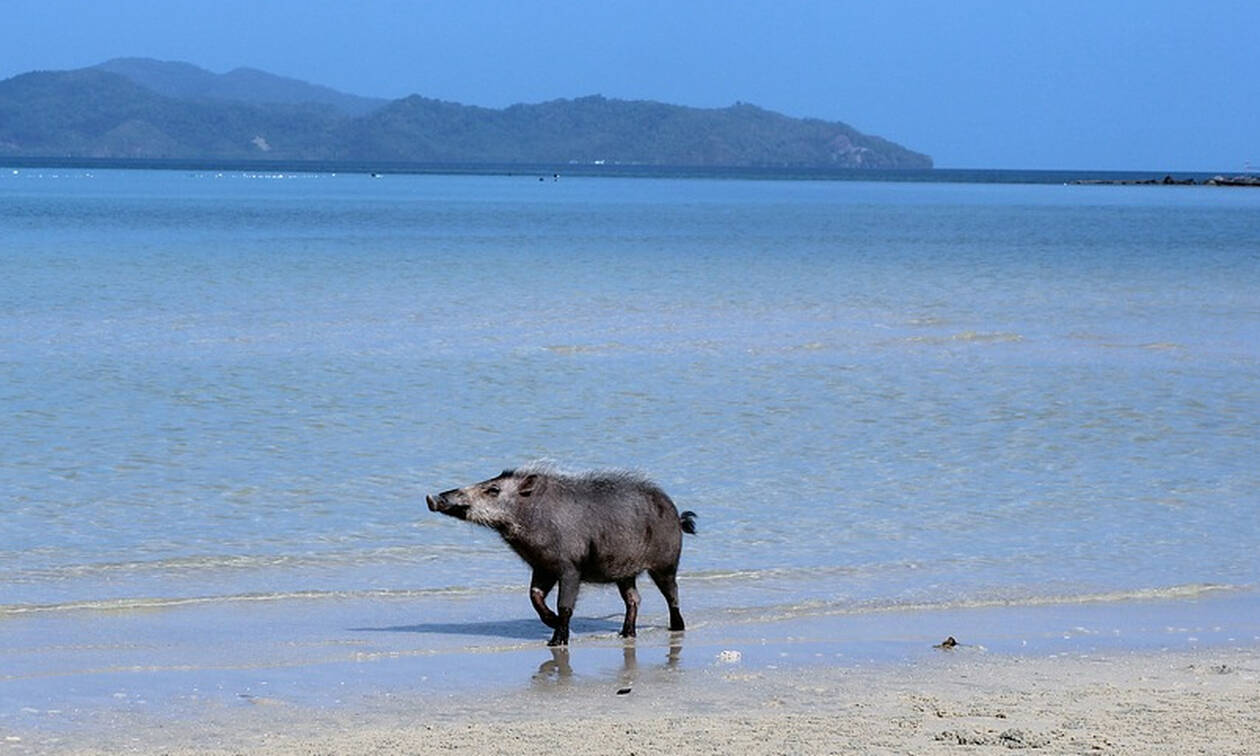 Εικόνες – σοκ σε παραλία: Γουρούνι δάγκωσε άγρια γνωστό μοντέλο (pics)