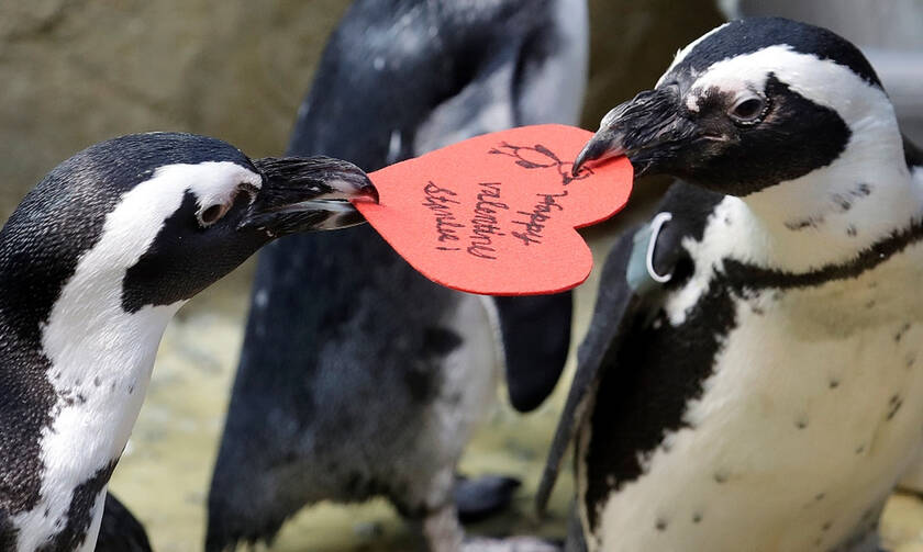 Γιορτή Αγίου Βαλεντίνου: Η απίστευτη αντίδραση πιγκουίνων όταν τους έδωσαν μια… «καρδιά» (pics)