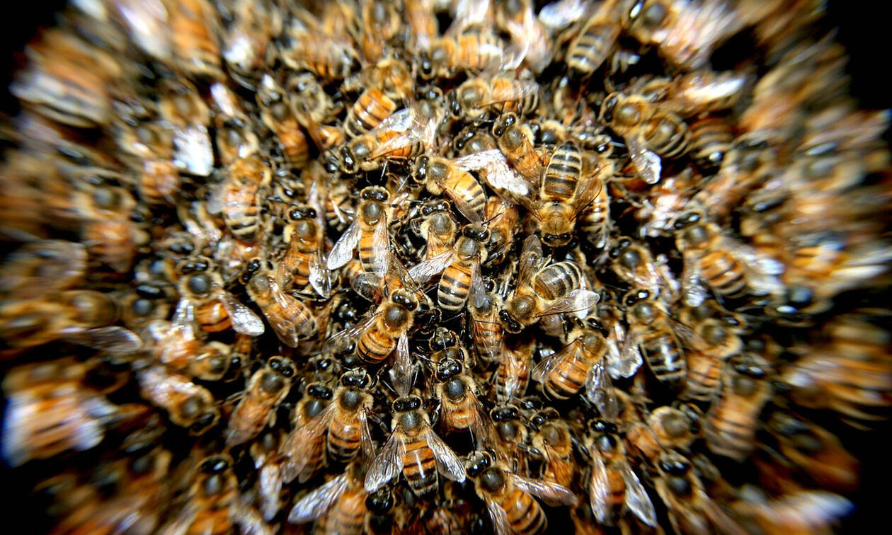 Οι μέλισσες ξέρουν μαθηματικά και κάνουν πράξεις!