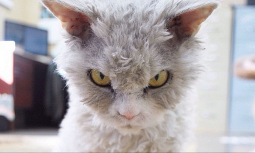 Αυτή είναι η πιο… οργισμένη γάτα του διαδικτύου! (pics+vid)