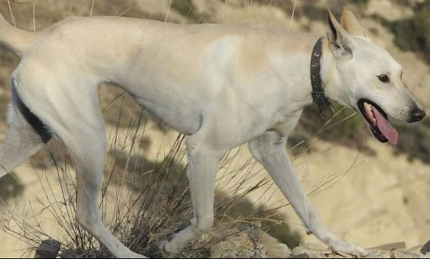 Κρητικός Ιχνηλάτης: Η πανάρχαια ράτσα σκύλου που ζει μόνο στο νησί της Κρήτης