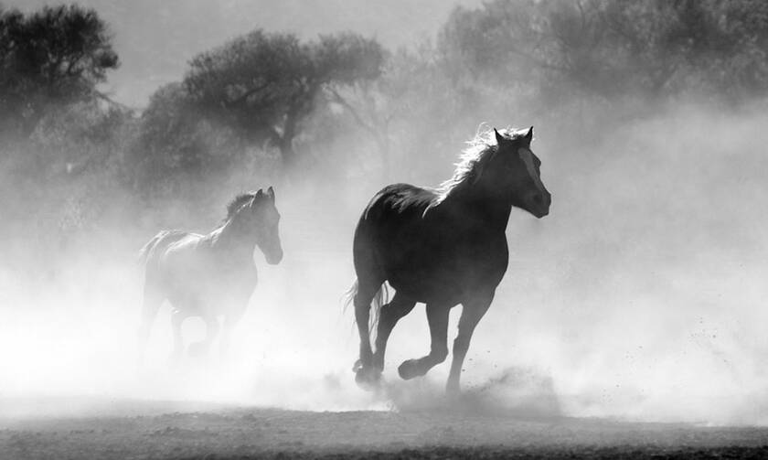 Σαντορίνη: Παραμελούσε τα άλογα της φάρμας του και συνελήφθη για κακοποίηση ζώων