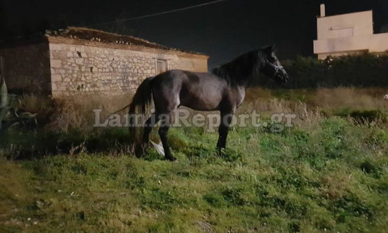 Απίστευτες εικόνες στη Λαμία: Κυνηγούσαν άλογα μέσα στην πόλη! (pics)
