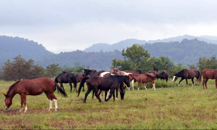 Απίστευτη κτηνωδία στην Θεσπρωτία - Σκότωσαν 6 άλογα με κυνηγετικό όπλο