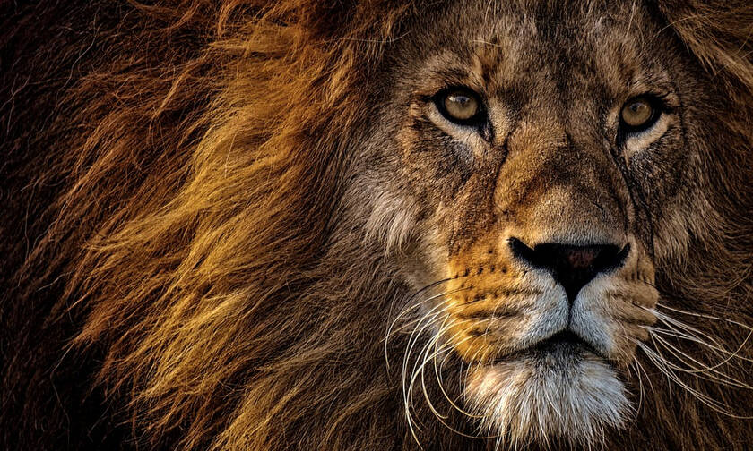 ΣΟΚ: Λιοντάρι κατασπάραξε 22χρονη σε ζωολογικό κήπο