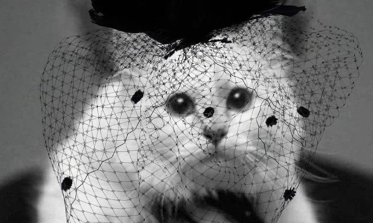 Η γάτα του Λάγκερφελντ είναι μια θλιμμένη διάσημη Instagrammer (pics)