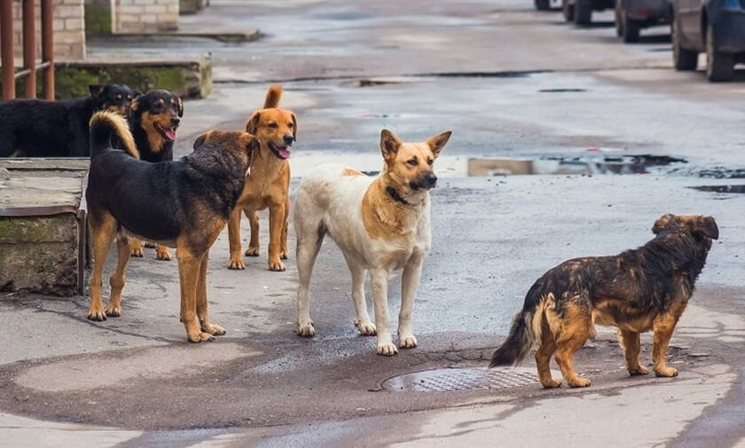 Αγέλη σκύλων επιτέθηκε σε περαστικό στα Μελίσσια (Πολύ σκληρές φωτογραφίες) 