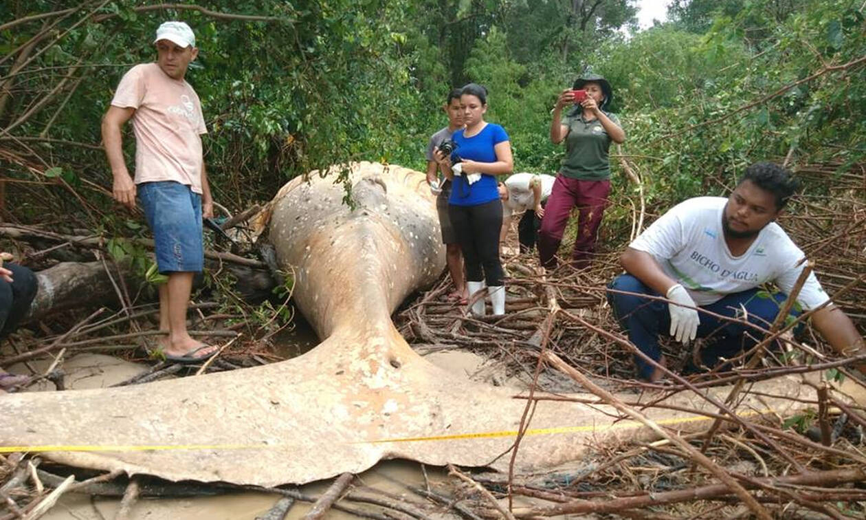 Θρίλερ: Εντόπισαν νεκρή φάλαινα - τέρας στη ζούγκλα (pics)