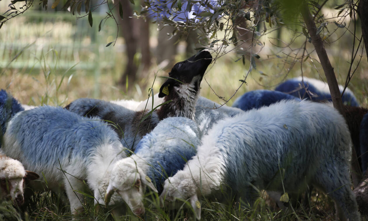 Άγριο ξύλο μεταξύ κτηνοτρόφων στην Κρήτη – Γιατί «άναψαν» τα αίματα 