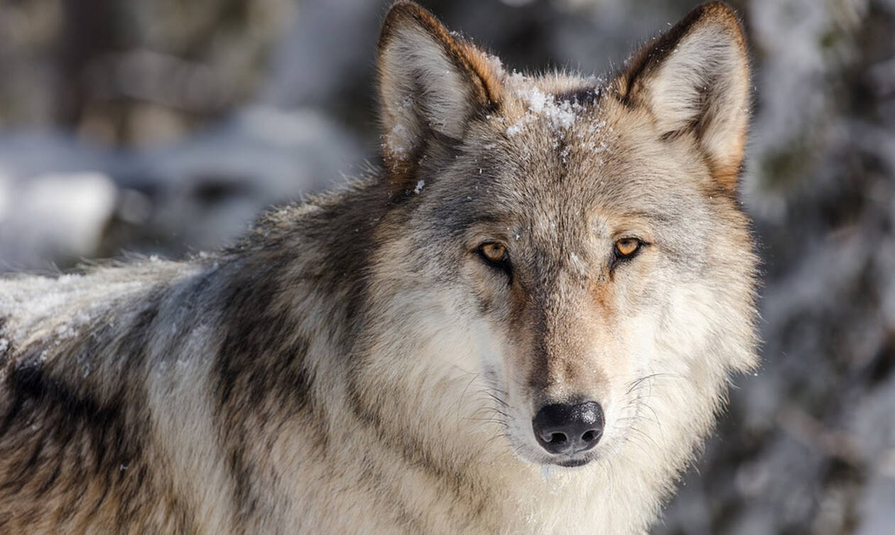 Φρίκη στον Έβρο: Βρέθηκε νεκρός λύκος - Γέμισε η περιοχή με δηλητηριασμένα δολώματα