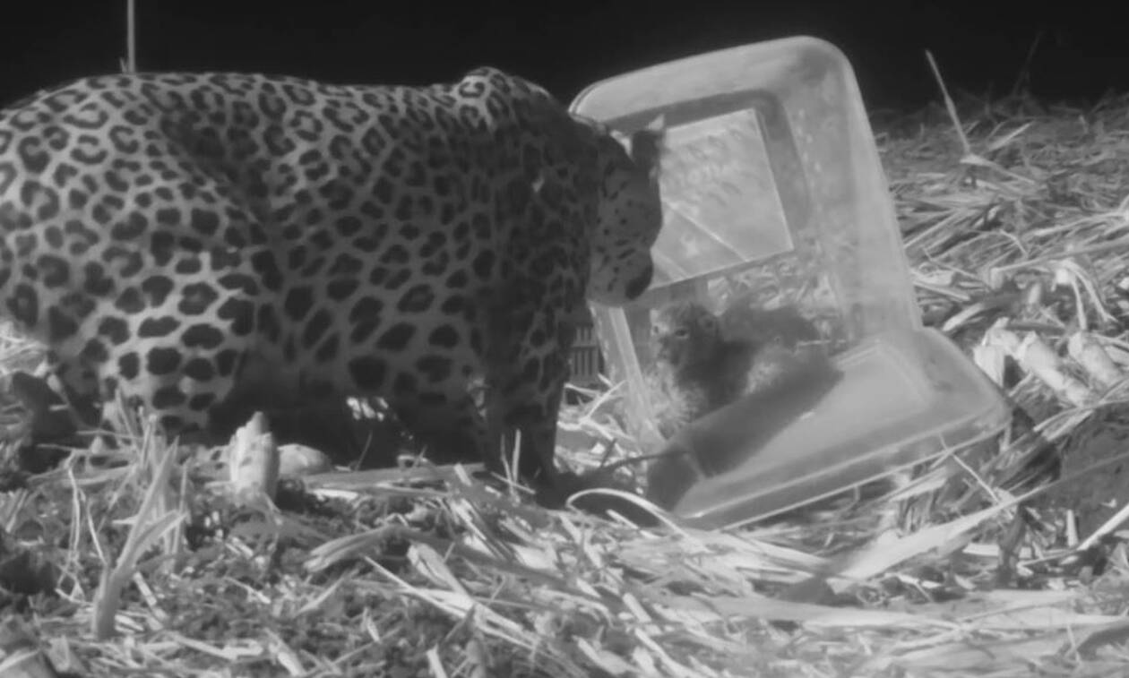 Συγκινητική στιγμή: Λεοπάρδαλη εννιά εβδομάδων ξαναβρίσκει τη μητέρα της (vid)