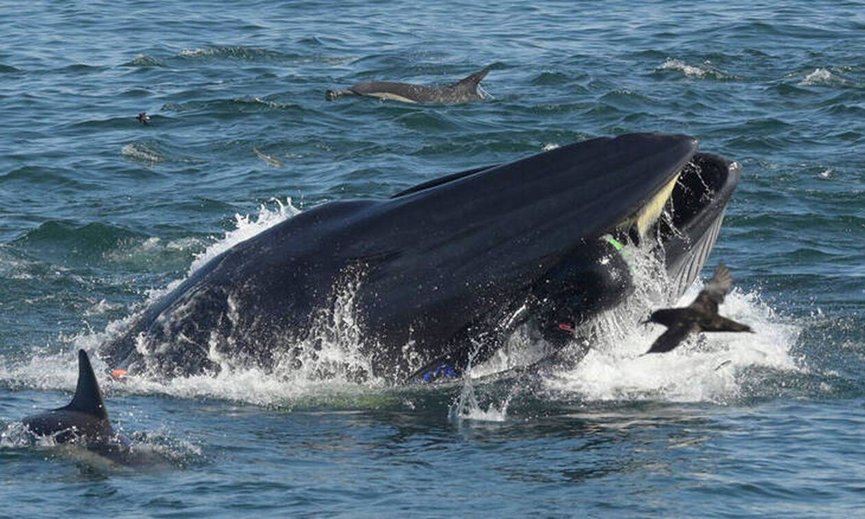 Συγκλονιστικό βίντεο: Δύτης παραλίγο να γίνει... γεύμα φάλαινας
