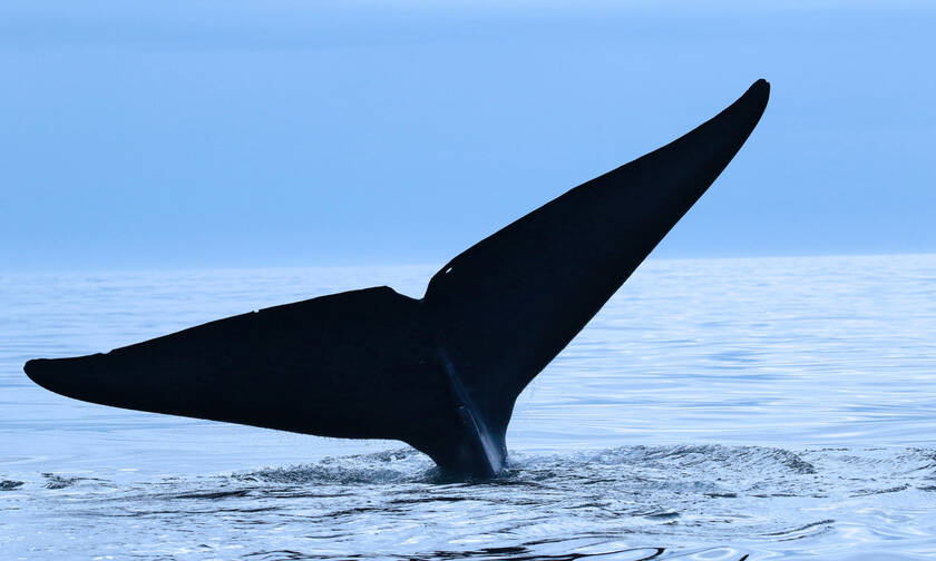 Σοκαριστικές φωτογραφίες: Δείτε τι βρήκαν στο στομάχι νεκρής φάλαινας (pics) 