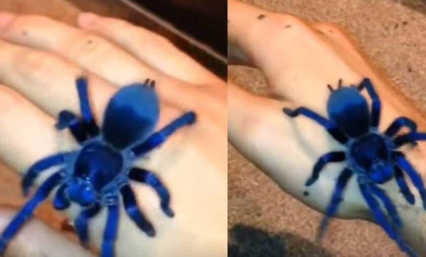 Δείτε την μπλε αράχνη που φωσφορίζει στο σκοτάδι