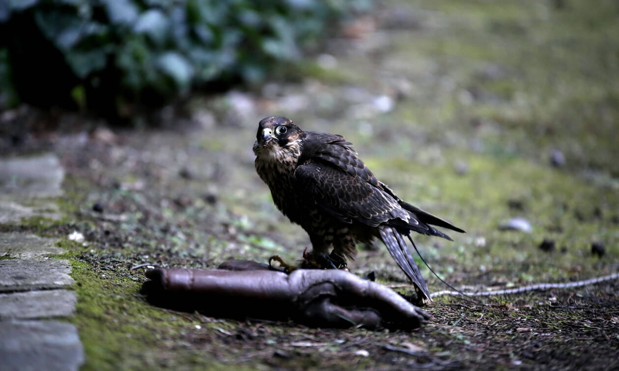 Θράκη: Θάνατος σπάνιων αρπακτικών πουλιών από δηλητηριασμένα δολώματα