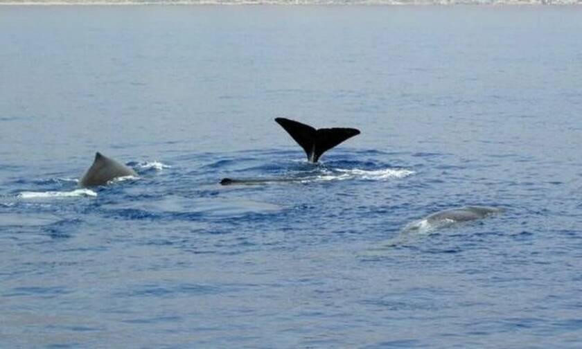 Κρήτη: Είδαν μπροστά στα μάτια τους μια φάλαινα να «παιχνιδίζει» με δελφίνια!