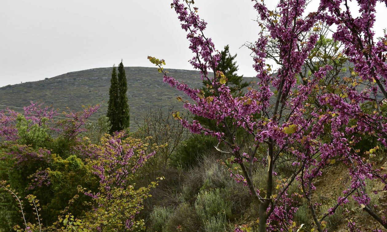 Καιρός Πάσχα 2019 - Αρνιακός στο Newsbomb.gr: Με 25αρια θα σουβλίσουμε τον οβελία - Πού θα βρέξει