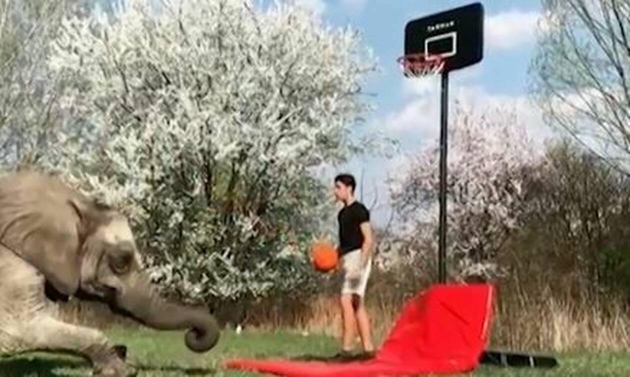 Επικό βίντεο! Ελέφαντες σκοράρουν σε... υπαίθριο γήπεδο μπάσκετ