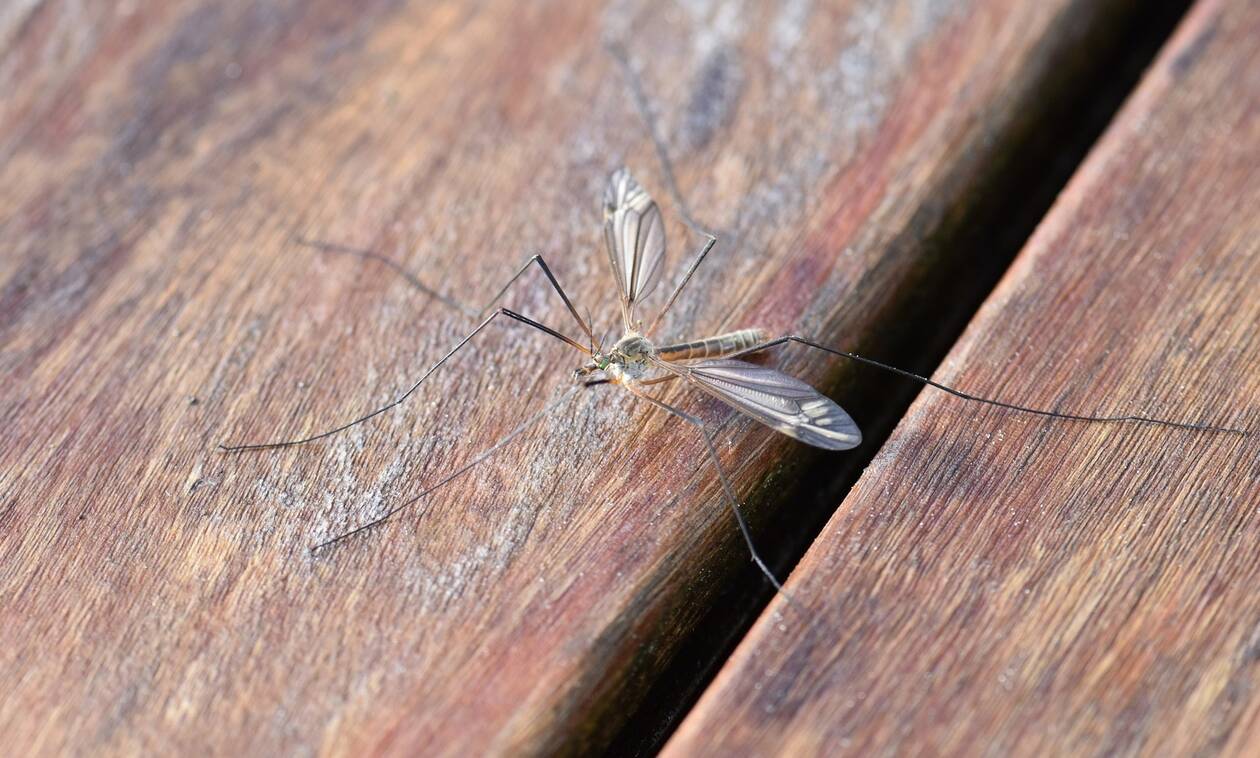 Απίστευτο: Δείτε τι θα συμβεί αν «ταΐσετε» ζάχαρη τα κουνούπια! (pics)
