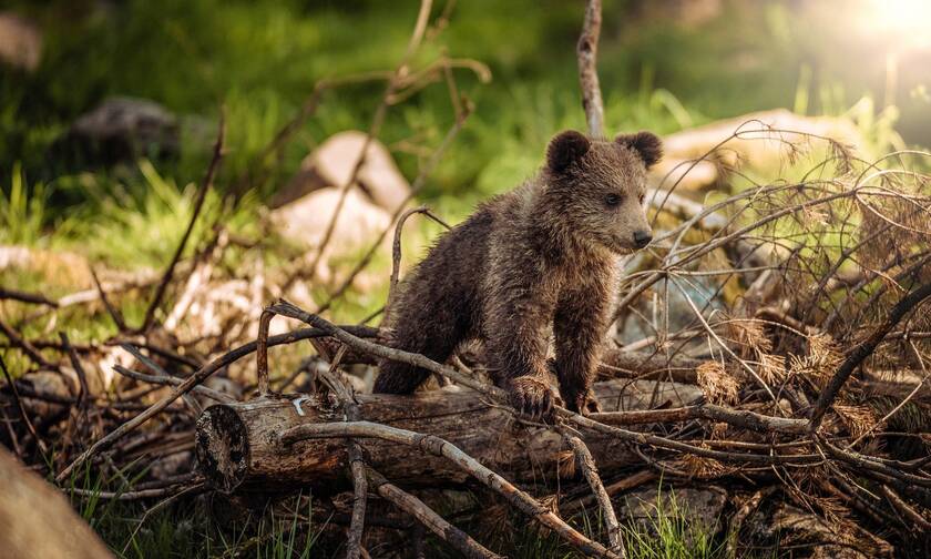 Πέντε αρκουδάκια επιστρέφουν στη φύση - Δείτε τις φωτογραφίες