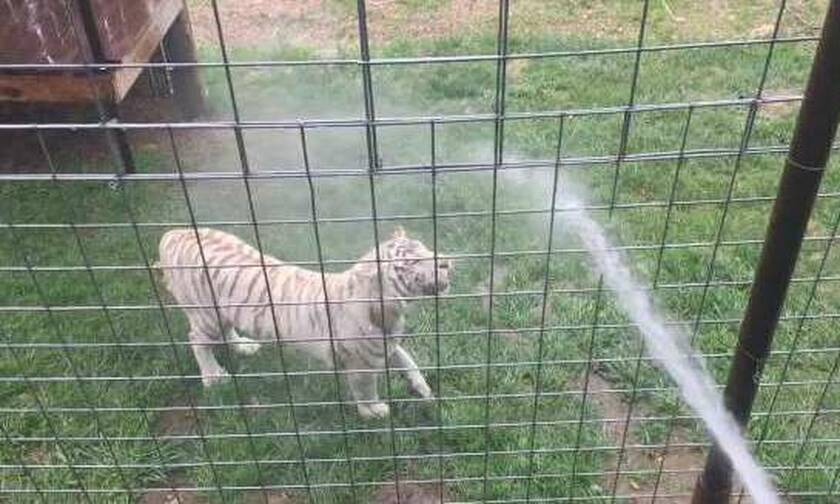 Έριξαν νερό με το λάστιχο στην τίγρη κι αυτό που συμβαίνει είναι φανταστικό!