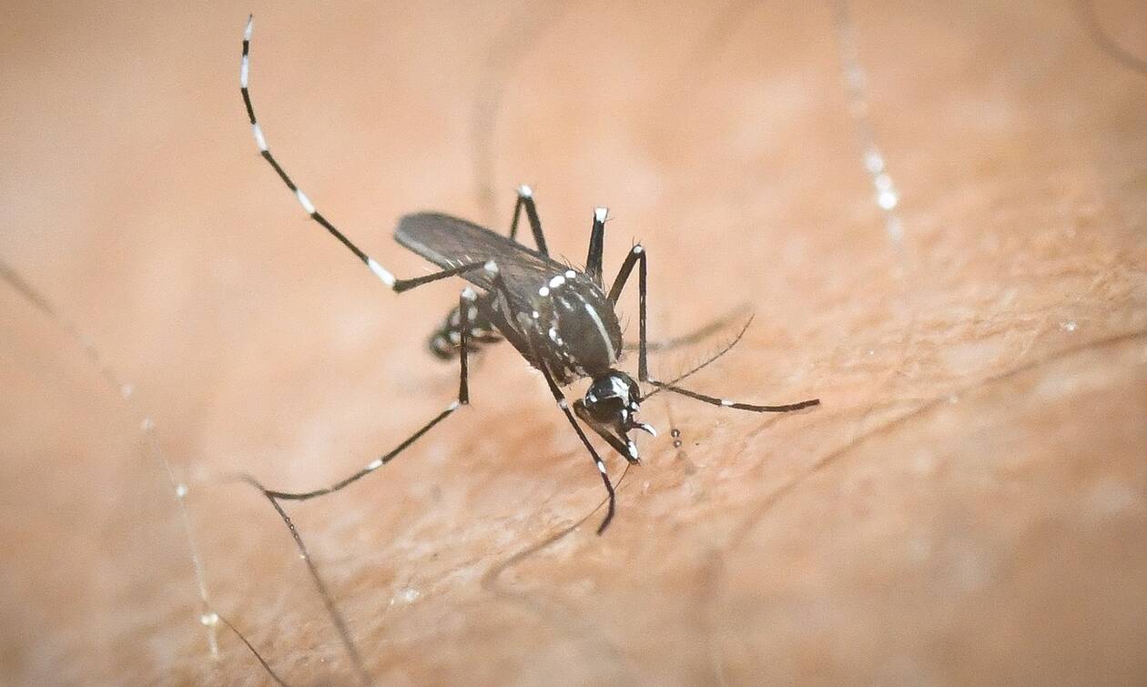 Προσοχή στον ιό του Δυτικού Νείλου - Ξεκίνησε η περίοδος κυκλοφορίας των κουνουπιών 