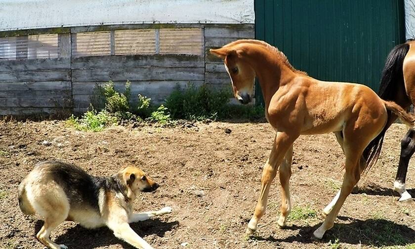 Νεογέννητο άλογο συναντάει κουτάβι - Η συνέχεια θα σας… κολλήσει στην οθόνη!