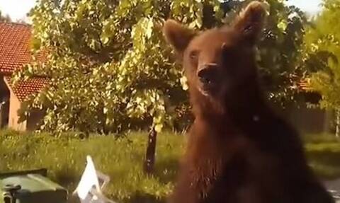 Φλώρινα: Αρκούδα κάνει βόλτες στο χωριό - Δείτε πώς αντέδρασε ο οδηγός που την συνάντησε
