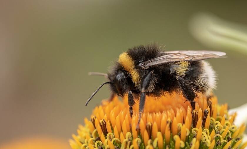 Τραγωδία στη Μάνη: Φρικτός θάνατος για άνδρα από τσιμπήματα μελισσών