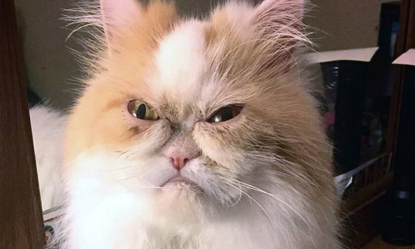 Το Ίντερνετ βρήκε τη νέα «Grumpy cat» και είναι ενθουσιασμένο! (pics)