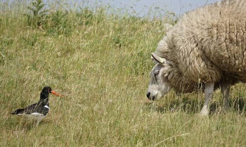 Κρήτη: Ένα πουλί κι ένα πρόβατο άναψαν φωτιά στον Φουρφουρά!