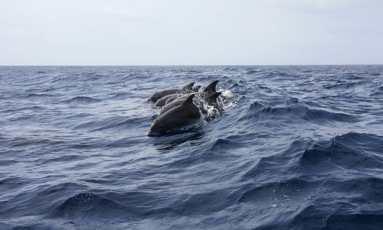 Μοναδικές εικόνες: Σέρφερς «κατακλύστηκαν» από δελφίνια (vid)