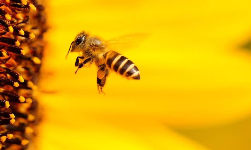 Αλλεργία σε τσίμπημα μέλισσας ή σφήκας: Τι πρέπει να γνωρίζετε (pics) 