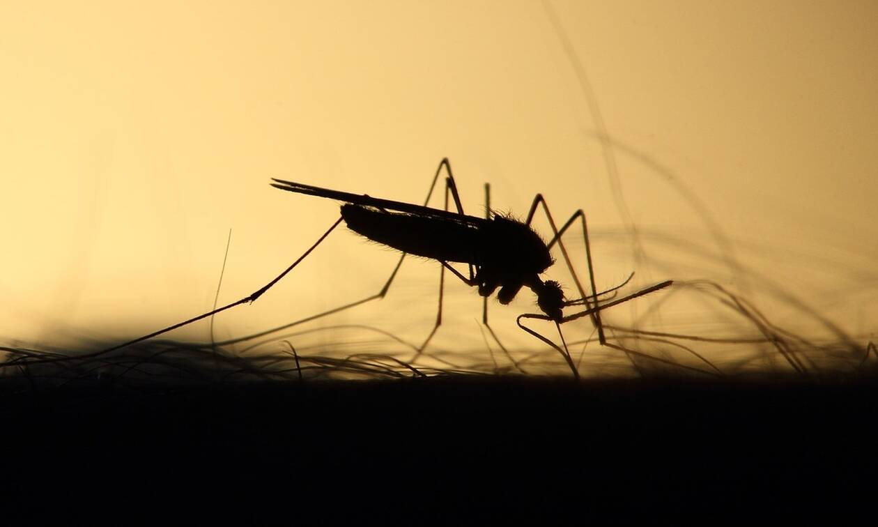 Μπορεί η επιστήμη να ελέγξει τα κουνούπια με την ηλεκτρονική μουσική;