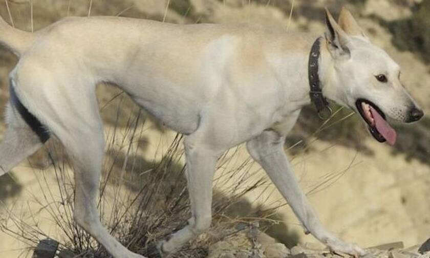 Κρητικός Ιχνηλάτης: Η πανάρχαια ράτσα σκύλου που ζει μόνο στην Κρήτη