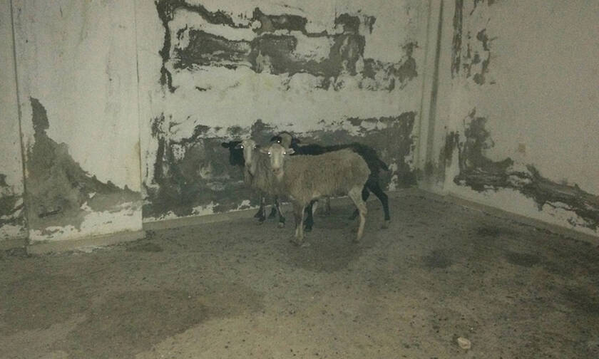 Σοκ στην Κρήτη: Εικόνες φρίκης – Φυλάκιζε ζώα και τα άφηνε να πεθαίνουν μαρτυρικά