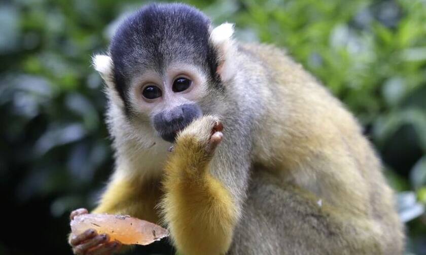 Η απόλυτη φρίκη: Μαϊμού σκότωσε βρέφος για να του κλέψει το γάλα