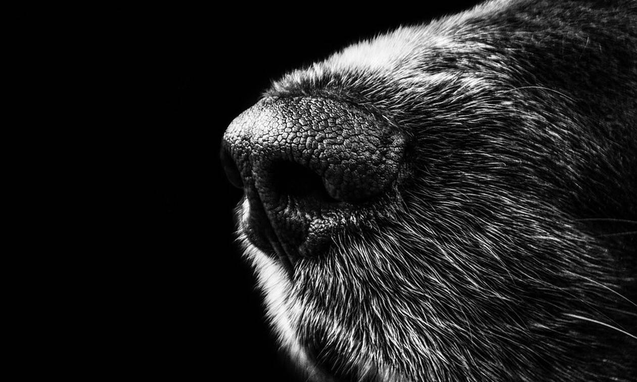 Χαλκιδική: Φυλάκιση οκτώ μηνών σε κυνηγούς που δηλητηρίασαν επτά ποιμενικούς σκύλους