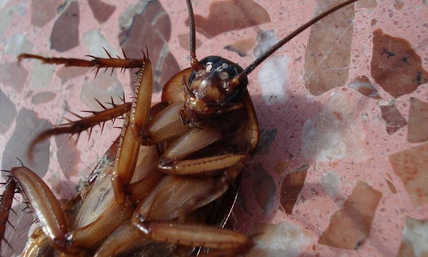 Εφιάλτης: Η είδηση για τις κατσαρίδες σπέρνει τρόμο και πανικό (pics)