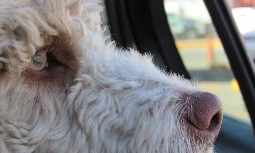 Φρίκη στον Βόλο: Άφησε κλειδωμένο τον σκύλο στο αμάξι και πέθανε από την ζέστη