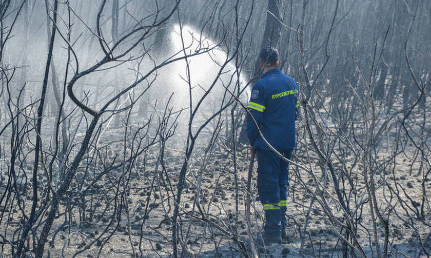 Φωτιά ΤΩΡΑ: Πυρκαγιά σε αγροτοδασική έκταση στην Ηλεία 
