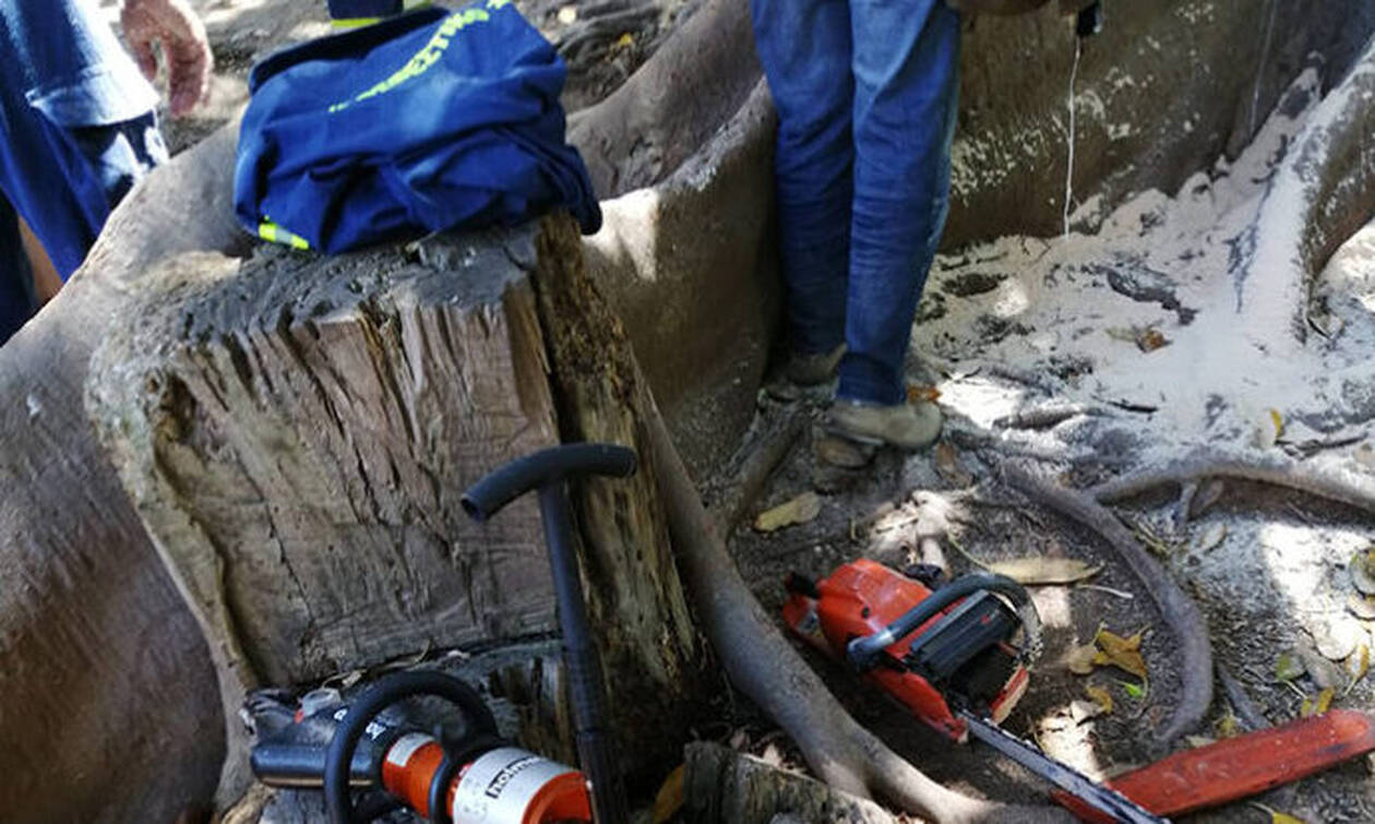 Αγωνία για αγοράκι στην Κρήτη: Σφήνωσε σε δέντρο - Τεράστια επιχείρηση της πυροσβεστικής