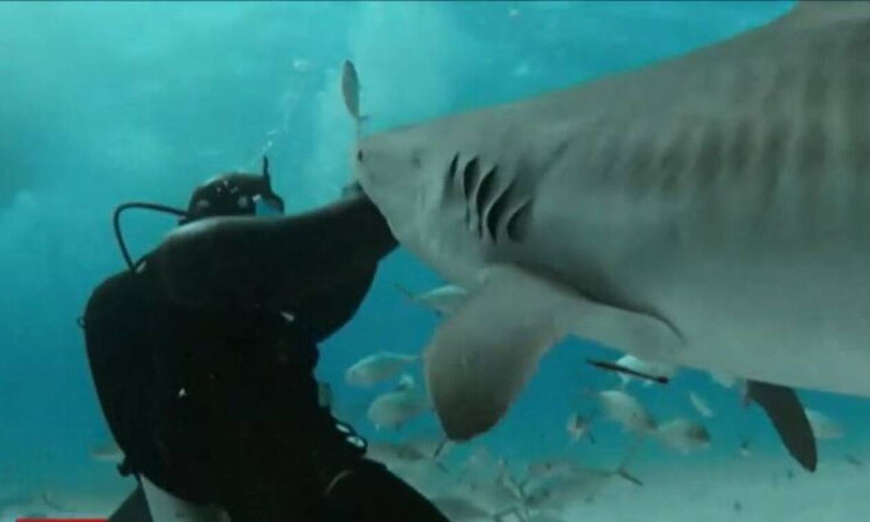 Αυτός ο άνθρωπος ΘΕΛΕΙ να τον δαγκώνουν καρχαρίες - Δείτε γιατί (vid)