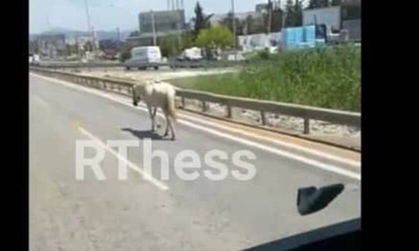 Συναγερμός στη Θεσσαλονίκη: Άλογο κόβει... βόλτες στους δρόμους (vid)