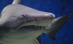 Βίντεο - ΣΟΚ: Καρχαρίας δαγκώνει ψαρά πάνω σε σκάφος