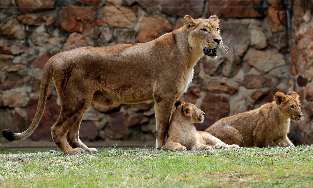 Σοκ στο Ζωολογικό Κήπο της Λειψίας: Λέαινα έφαγε τα λιονταράκια της