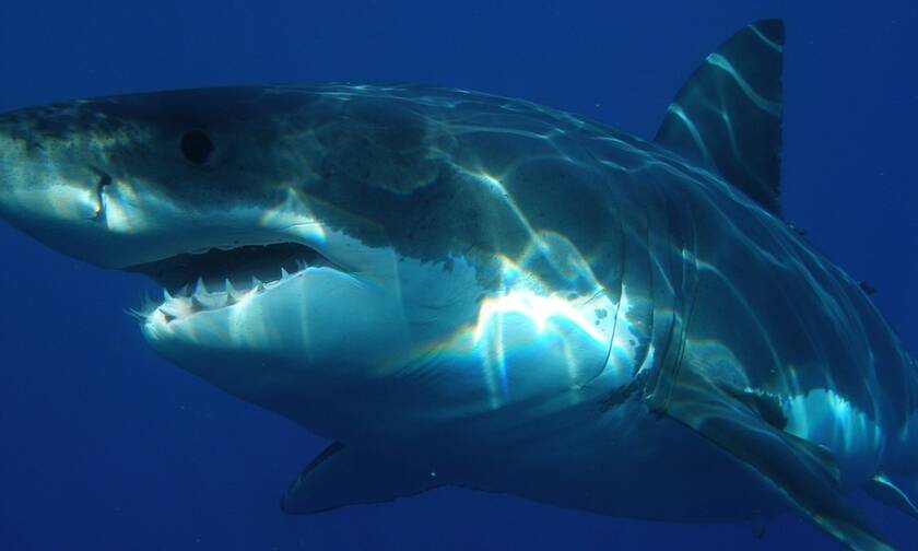 Ήθελε να... τσεκάρει αν το αίμα προσελκύει τους καρχαρίες – Δείτε τι ανακάλυψε! (pics)