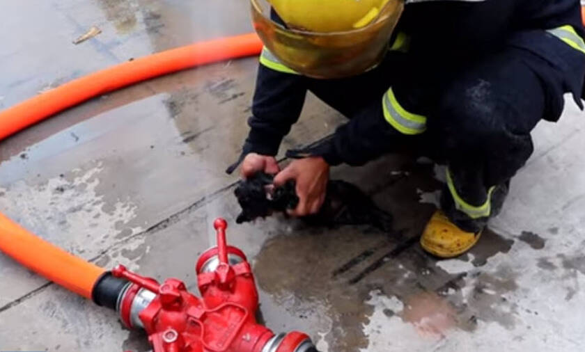 Συγκλονιστικές εικόνες: Πυροσβέστες διασώζουν από φωτιά πέντε κουτάβια με τεχνητή αναπνοή (vid)
