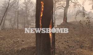 Φωτιά Εύβοια: Εκκενώθηκαν 4 οικισμοί - Καίγεται το χωριό Μακρυμάλλη - Προς τα Ψαχνά οι φλόγες 