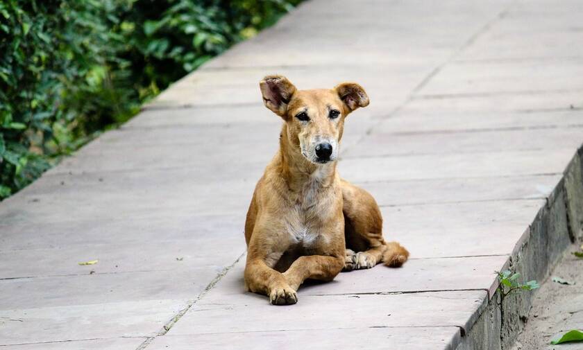 Kρήτη: Αδέσποτος σκύλος έσωσε οικογένεια από διαρρήκτες 